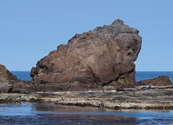 かえる島